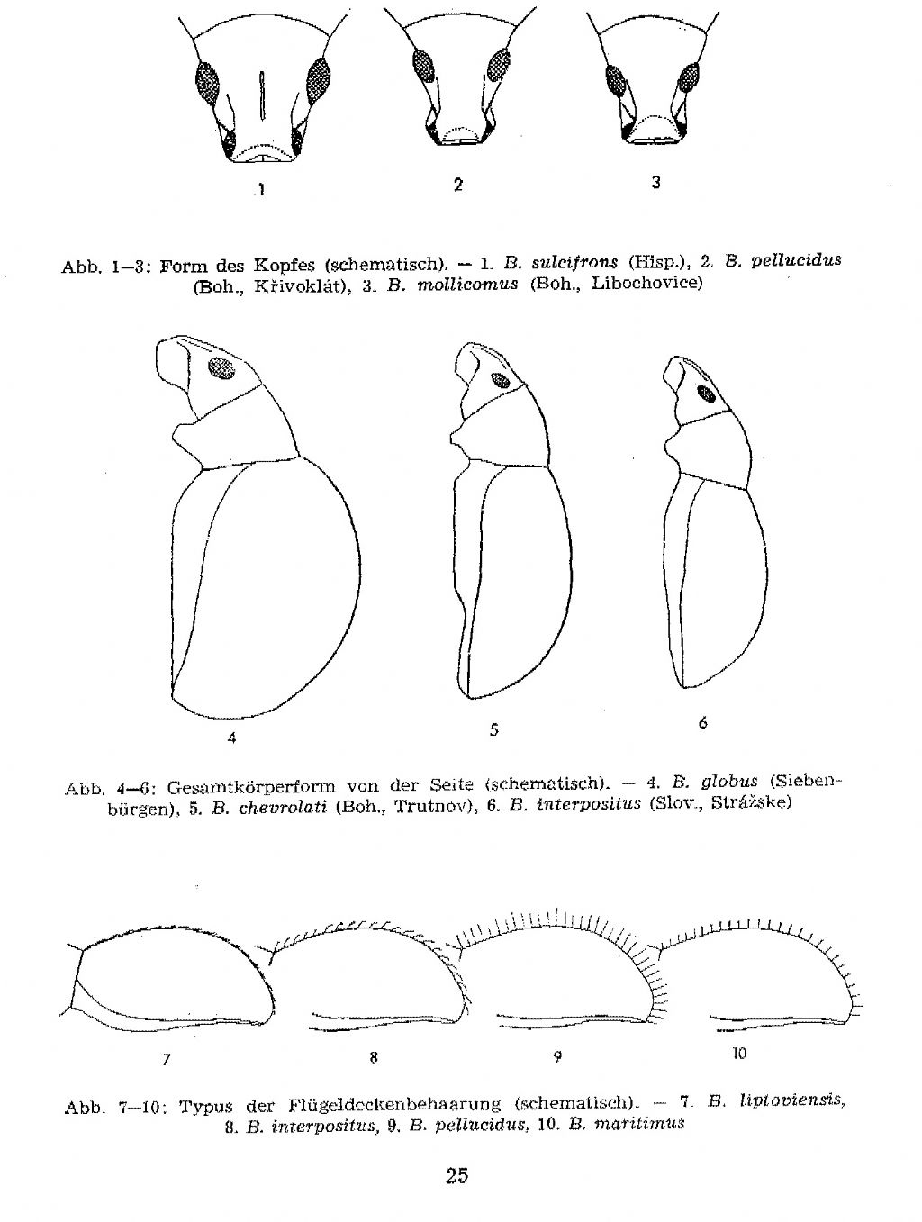 Curculionidae: Exomias pellucidus pellucidus